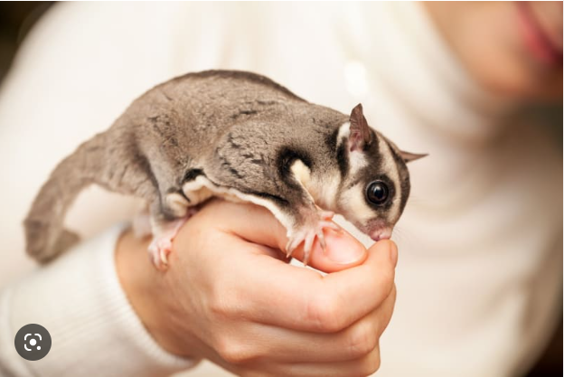 A pet Sugar Glider